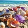 Isellseashells